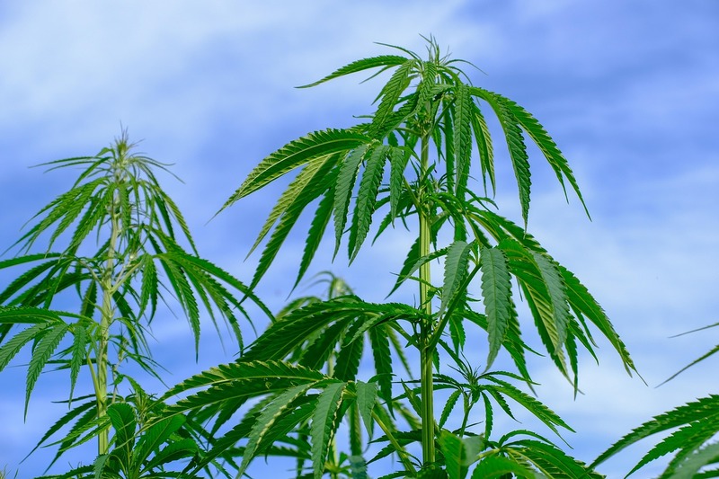 Dispensary in Israel