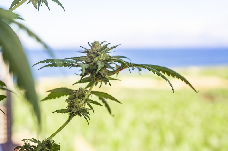 Tel Aviv weed