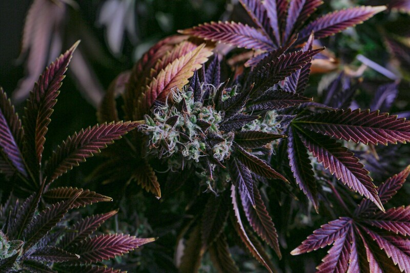 cannabis israel medical