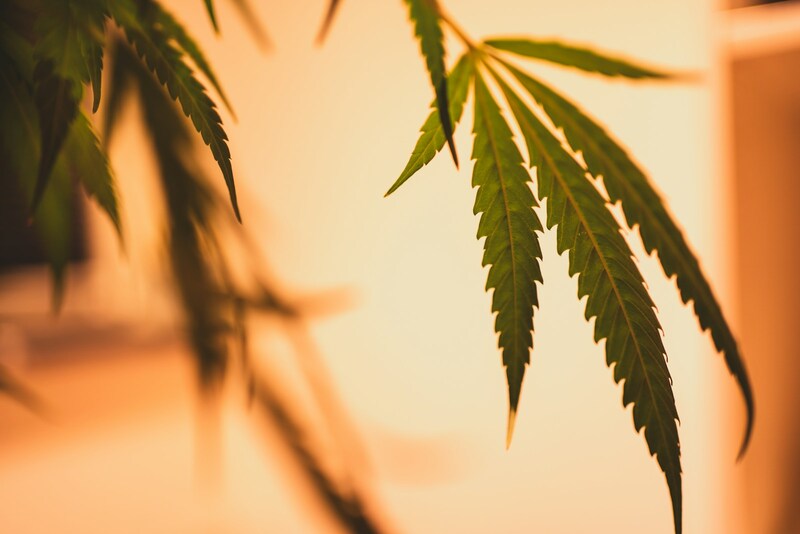 cannabis israel medical